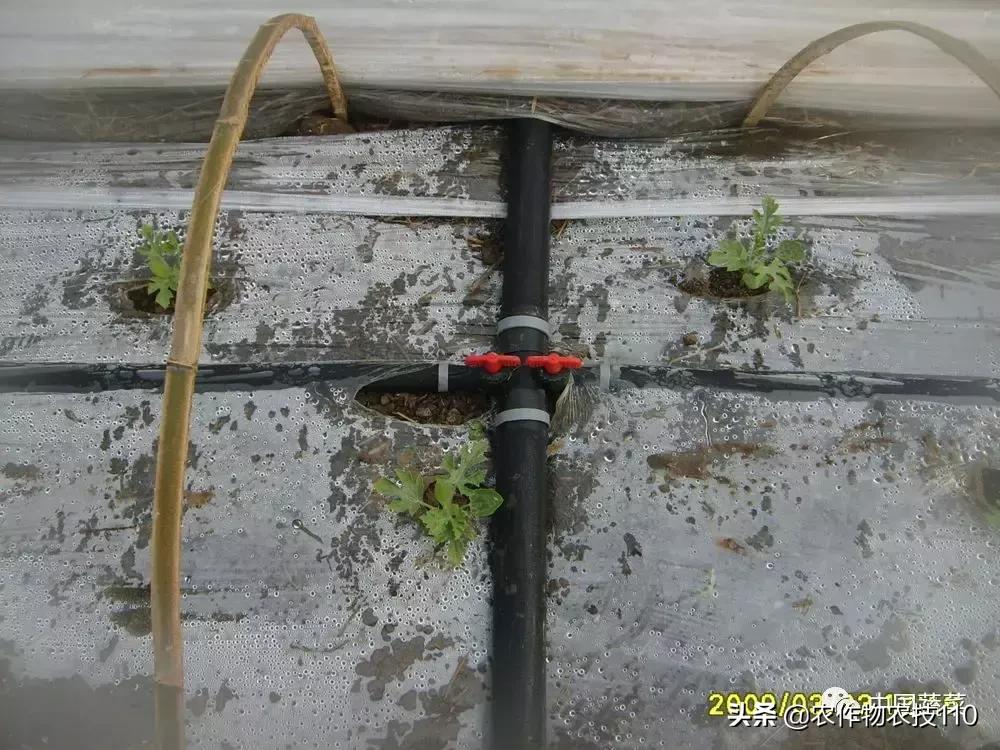 西瓜栽培技术全面的文字解释,西瓜栽培技术和方法