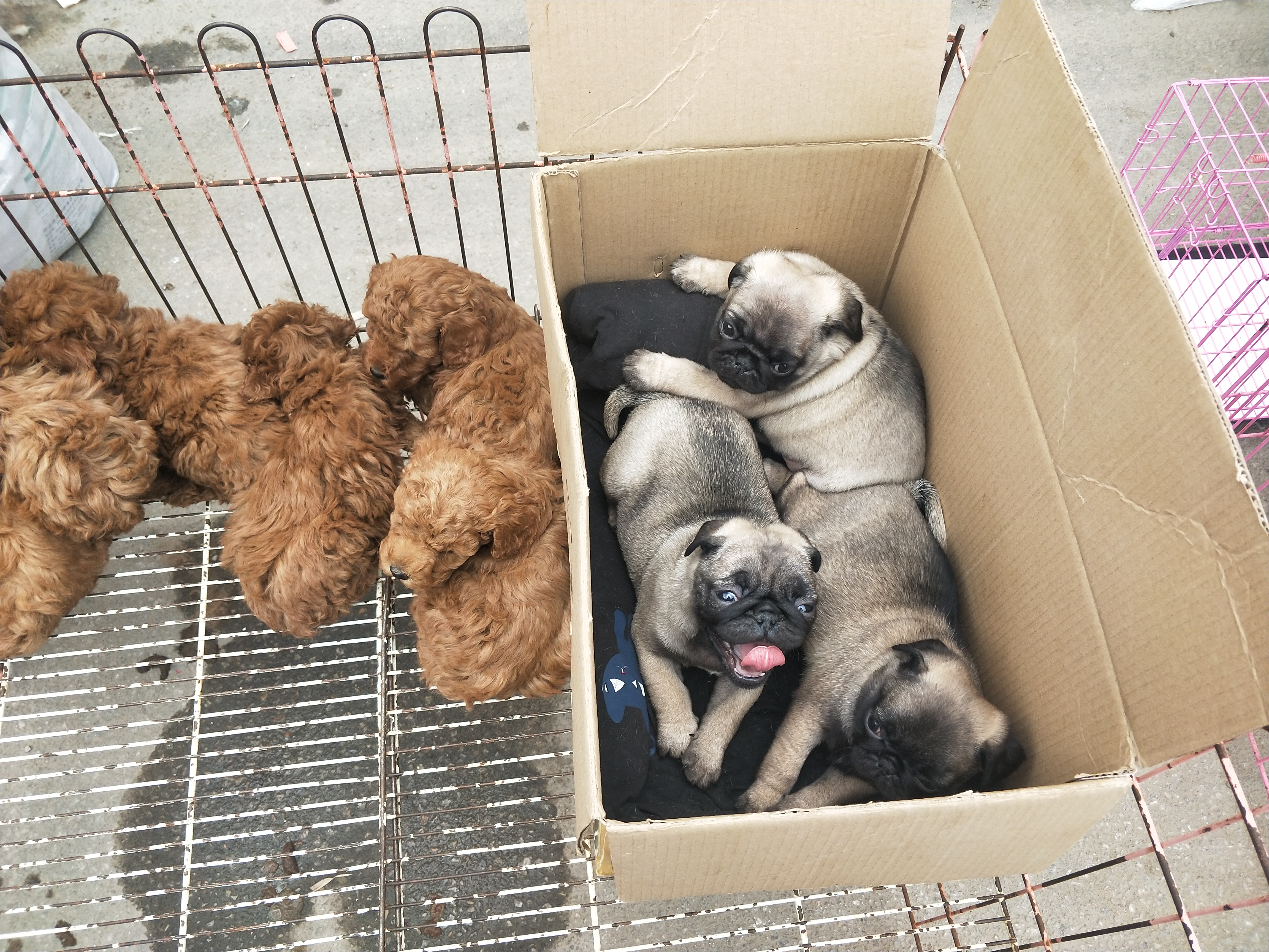 商丘宠物交易市场宠物兔,逛东北宠物交易市场