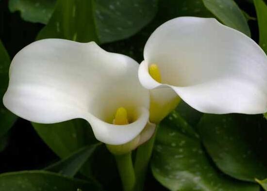 马蹄莲是否有毒呢能养在家里吗,室内养殖马蹄莲有毒吗