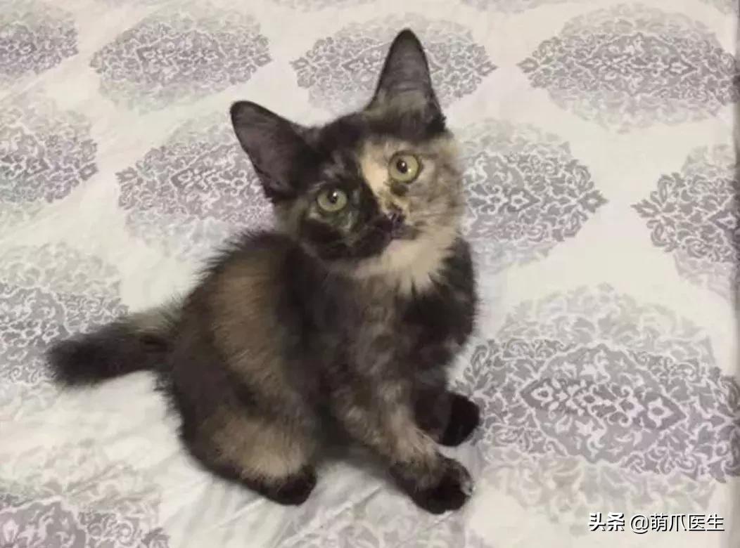 领养一只猫真的很难吗,领养很难