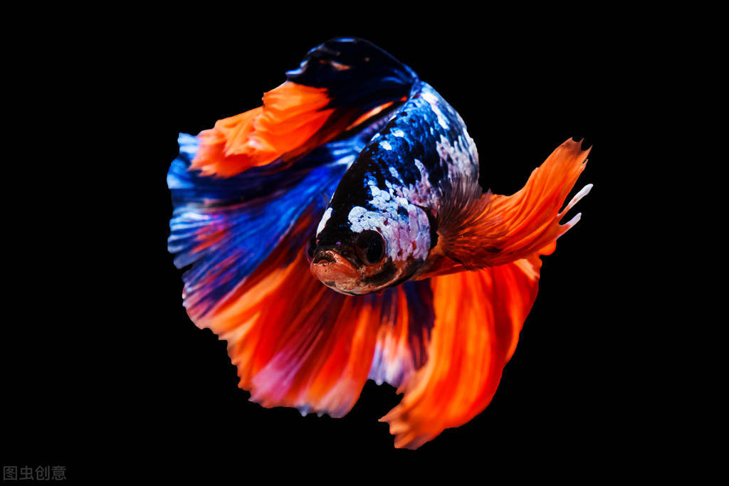 推荐几款适合新手饲养的观赏鱼,十种适合新手养的观赏鱼