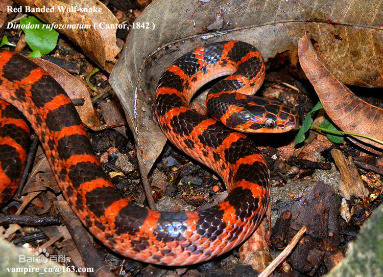 冷血精神病有感情吗,冷血精神病治疗