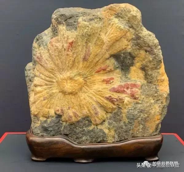 日本盆景巨匠木村正彦作品全程 (木村正彦盆景作品)