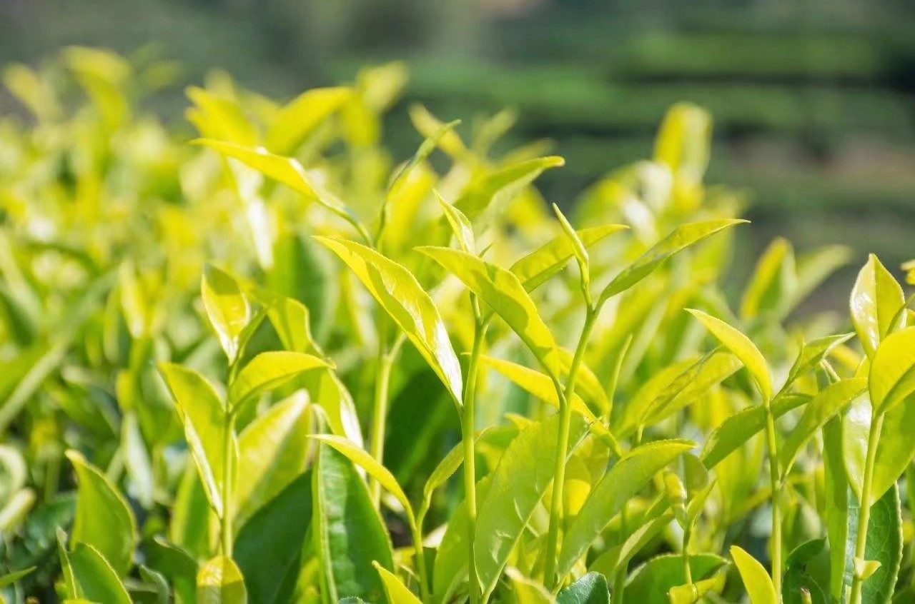 潮州凤凰单丛高香型雪片茶,潮州工夫茶凤凰单丛