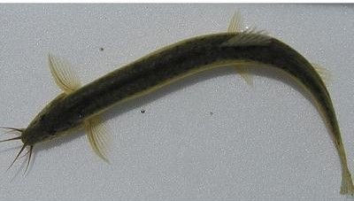 泥鳅繁殖是几月,泥鳅繁殖的视频