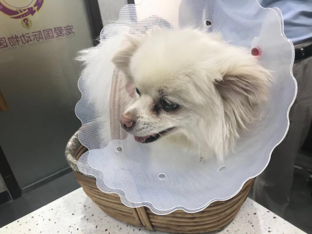 狗狗异物划伤肠道症状,狗狗吃什么润滑肠道利于异物排出