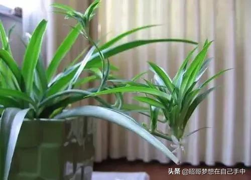 这3种花冬天公认难养,最不怕浇水的5种花
