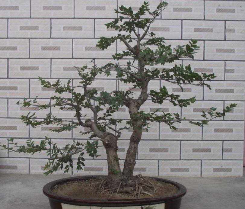 普通榆树怎么修剪成盆景,榆树盆景怎么做一个简单的造型