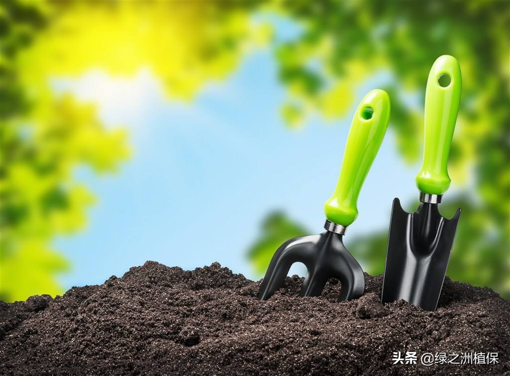 火龙果树发黄腐烂是怎么回事,火龙果种植冻黄了