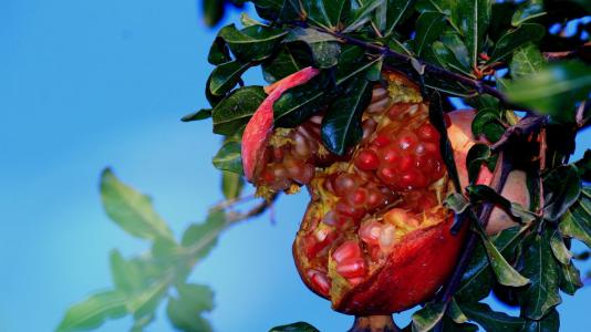 石榴树苗在冬季的正确种植方法,适合在南方种植又好看的石榴