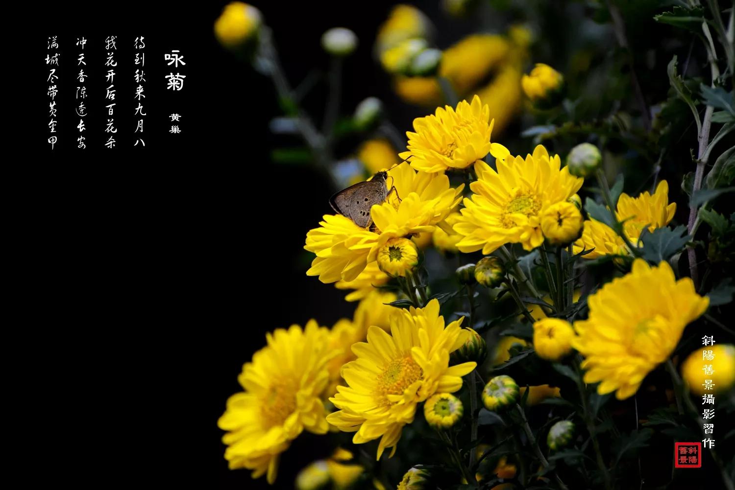 菊和什么并称为花中四君子,花中四君子菊花的品质与精神