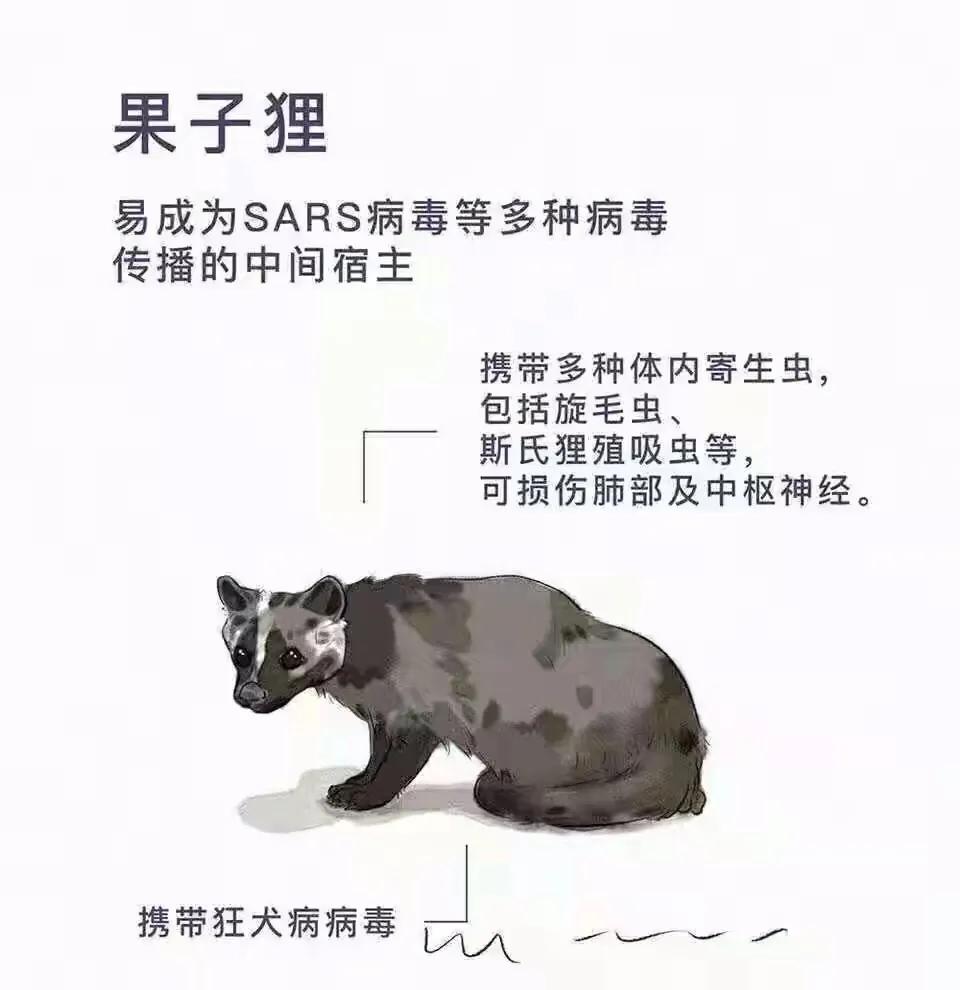 那些因为人类猎杀而灭绝的动物,因人类捕杀而灭绝的动物