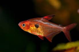 草缸灯鱼专用灯,草缸专用灯防太阳