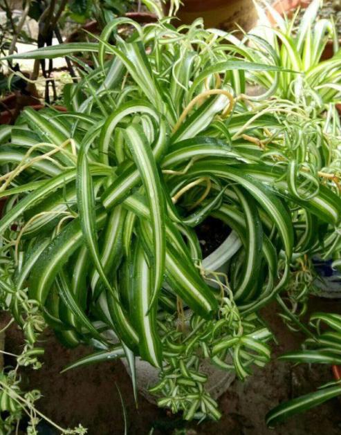 吊兰换盆时上面的小吊兰怎么处理,吊兰叶子发软下垂吊兰怎么样换盆