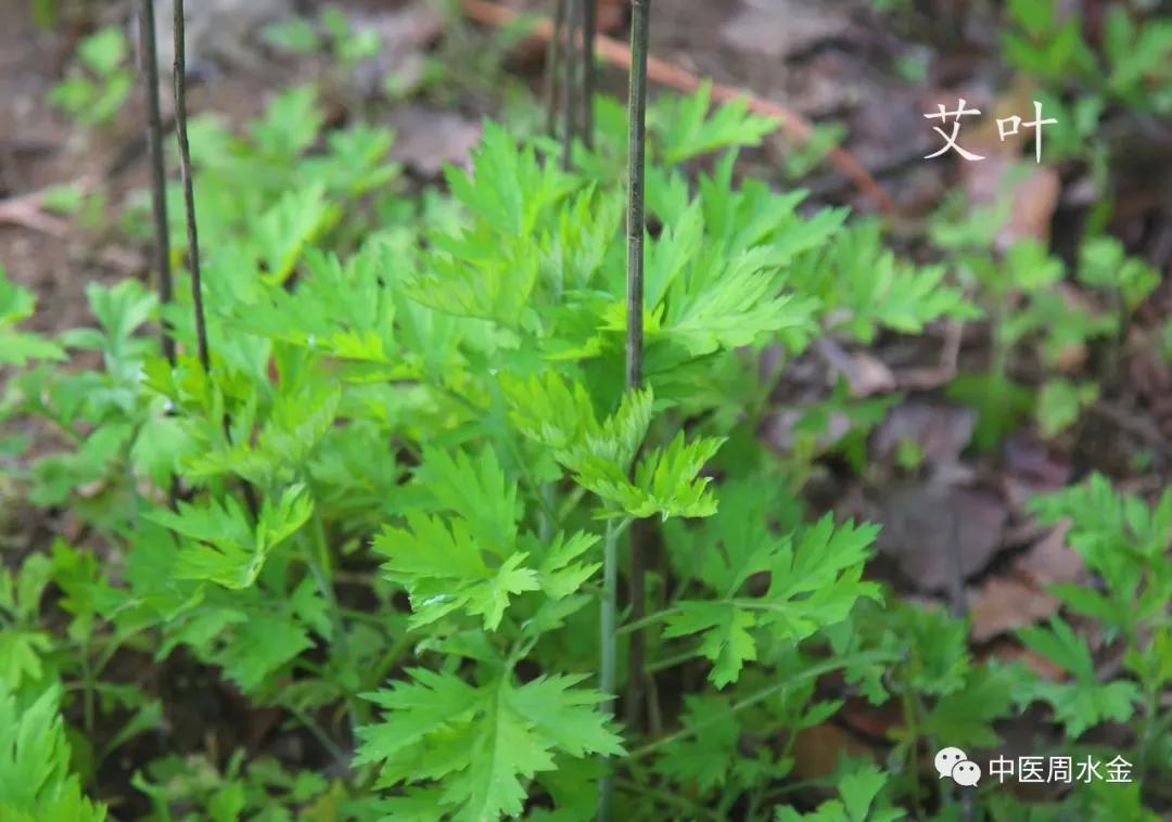 品味本草之美（第一季）
