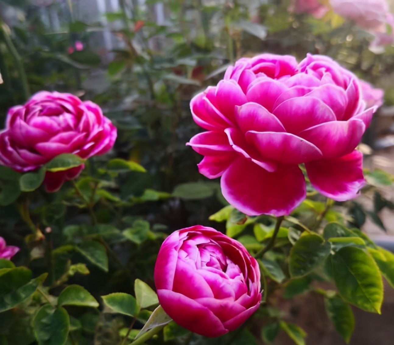 嫁接月季春季枯枝怎么回事,月季不萌芽的枯枝可以修剪吗