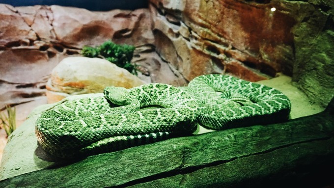 狮城新加坡自由行,新加坡7日游攻略