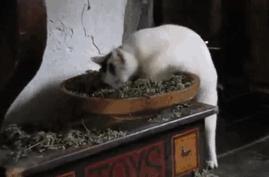 当猫咪第一次吸猫薄荷,猫咪会对薄荷过敏吗