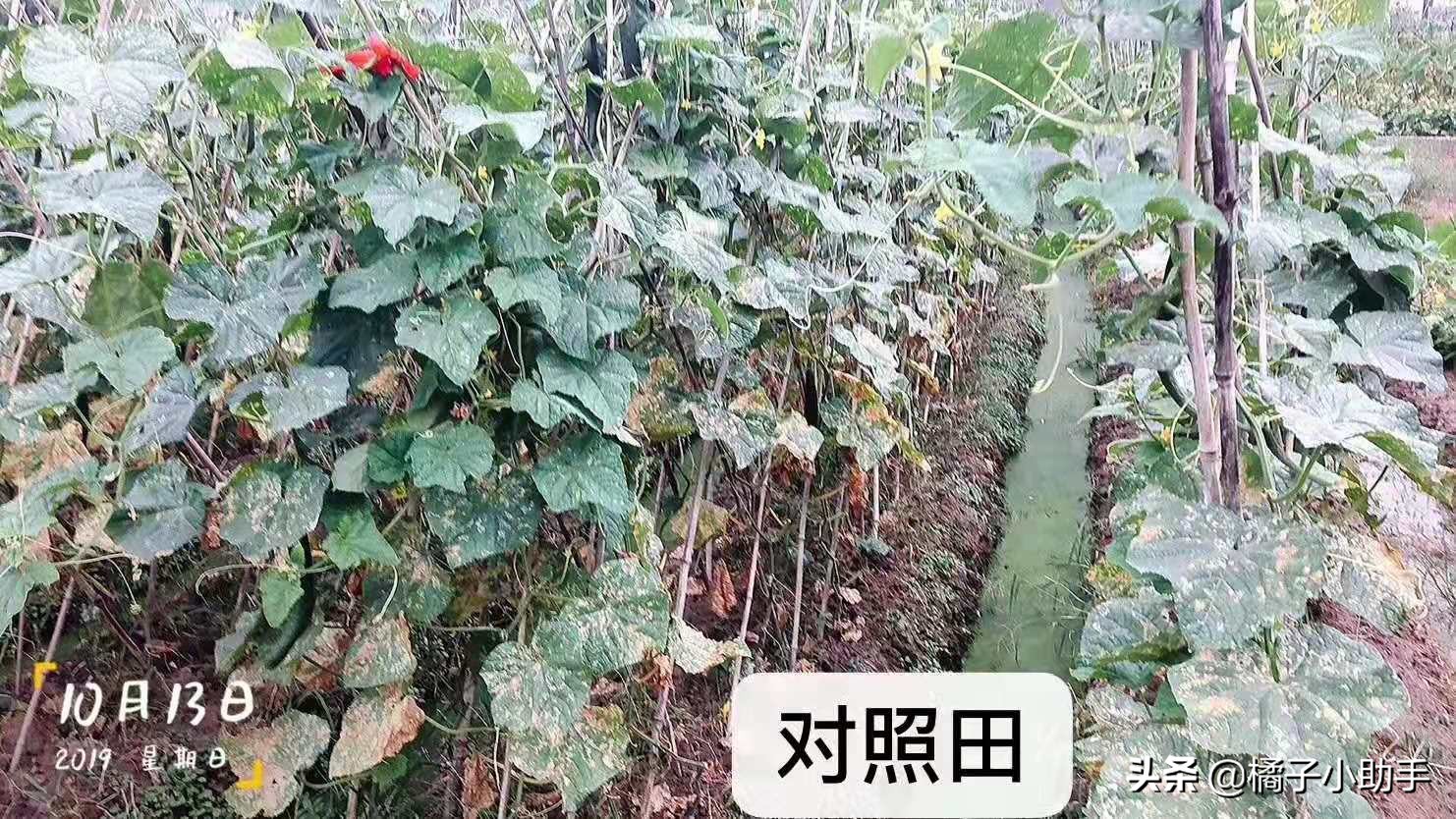 哈茨木霉菌水田最佳使用方法,哈茨木霉菌对黄瓜的作用