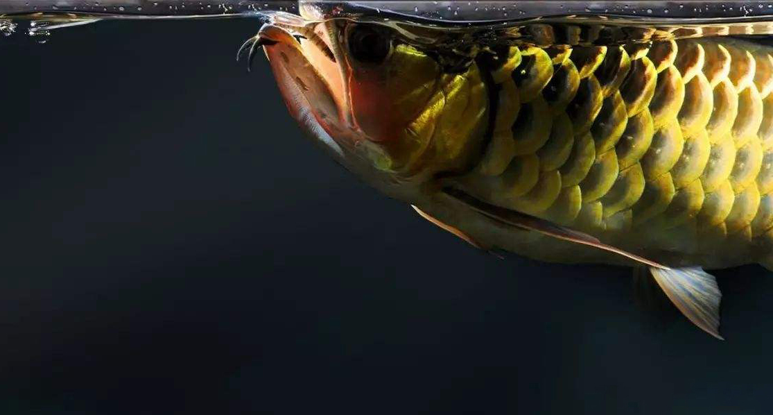 养龙鱼有什么风水讲究,风水龙鱼养几条比较好