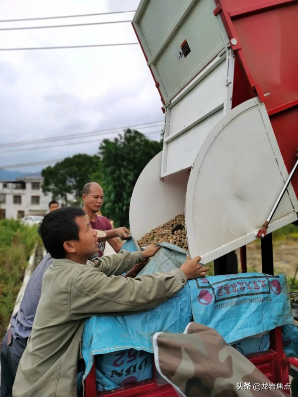 科技助农柑橘丰收,花生高产方案专业助农
