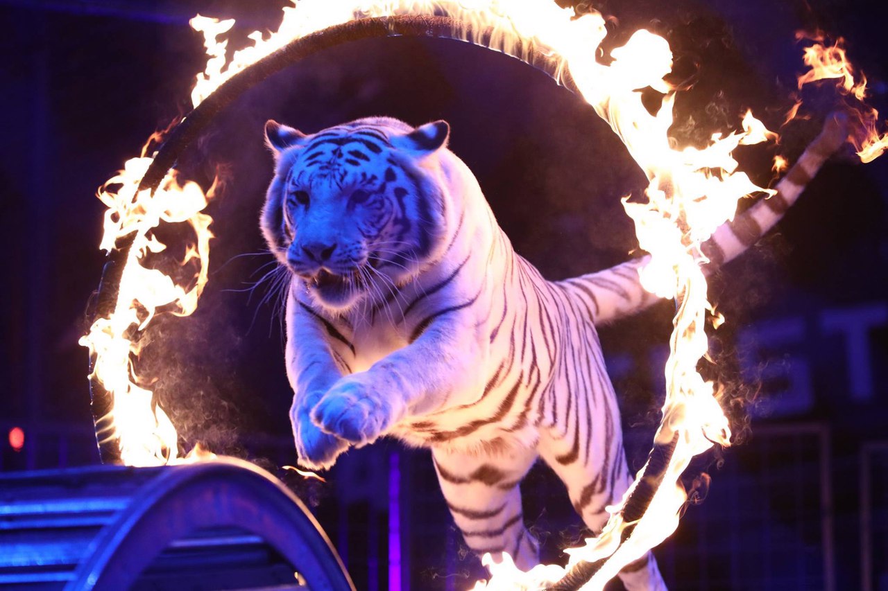 俄罗斯莫斯科大马戏票价,莫斯科大马戏完整视频