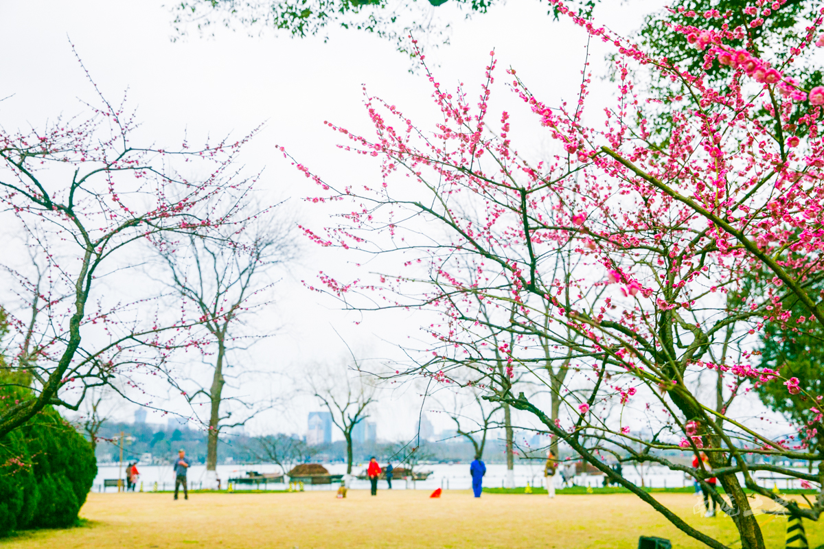 杭州西湖孤山梅花,杭州西湖赏梅花