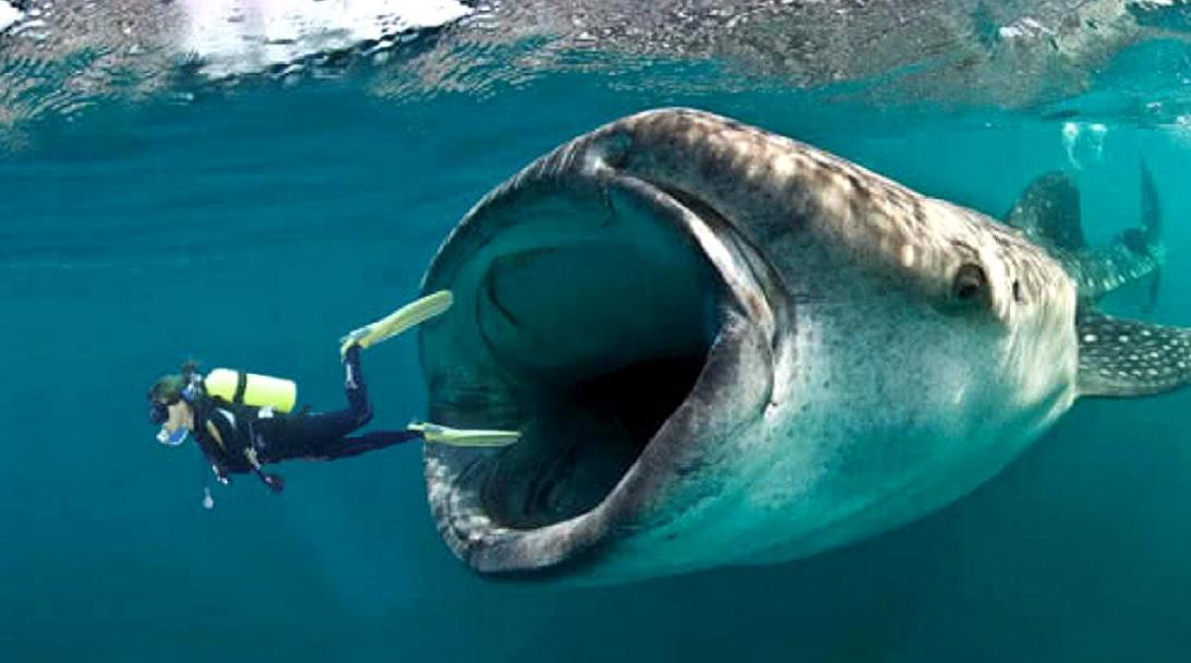 被鲸鱼吞下该如何自救,我被鲸鱼吞进肚子里你要怎么自救