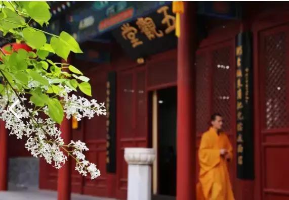 最适合赏花的花,视觉盛宴五种赏花名花供您选择