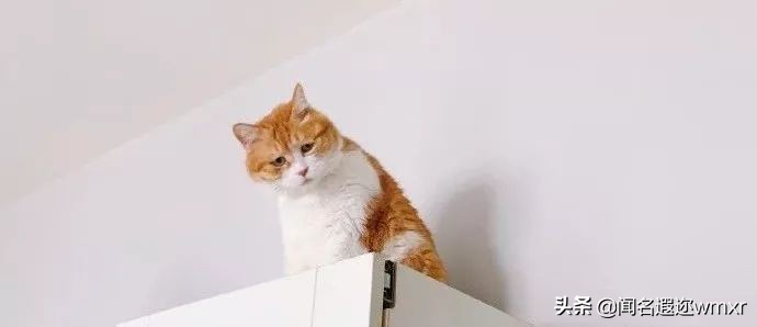 你有猫病表情包,你有猫病啊图片