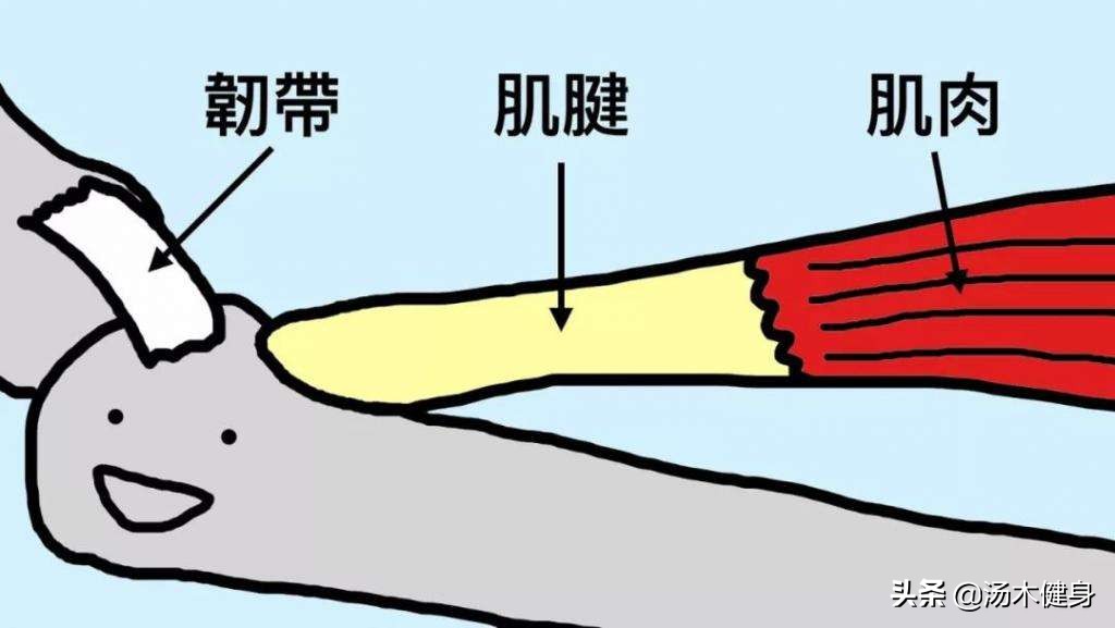 拉韧带和不拉韧带的差别,拉韧带拉的到底是什么