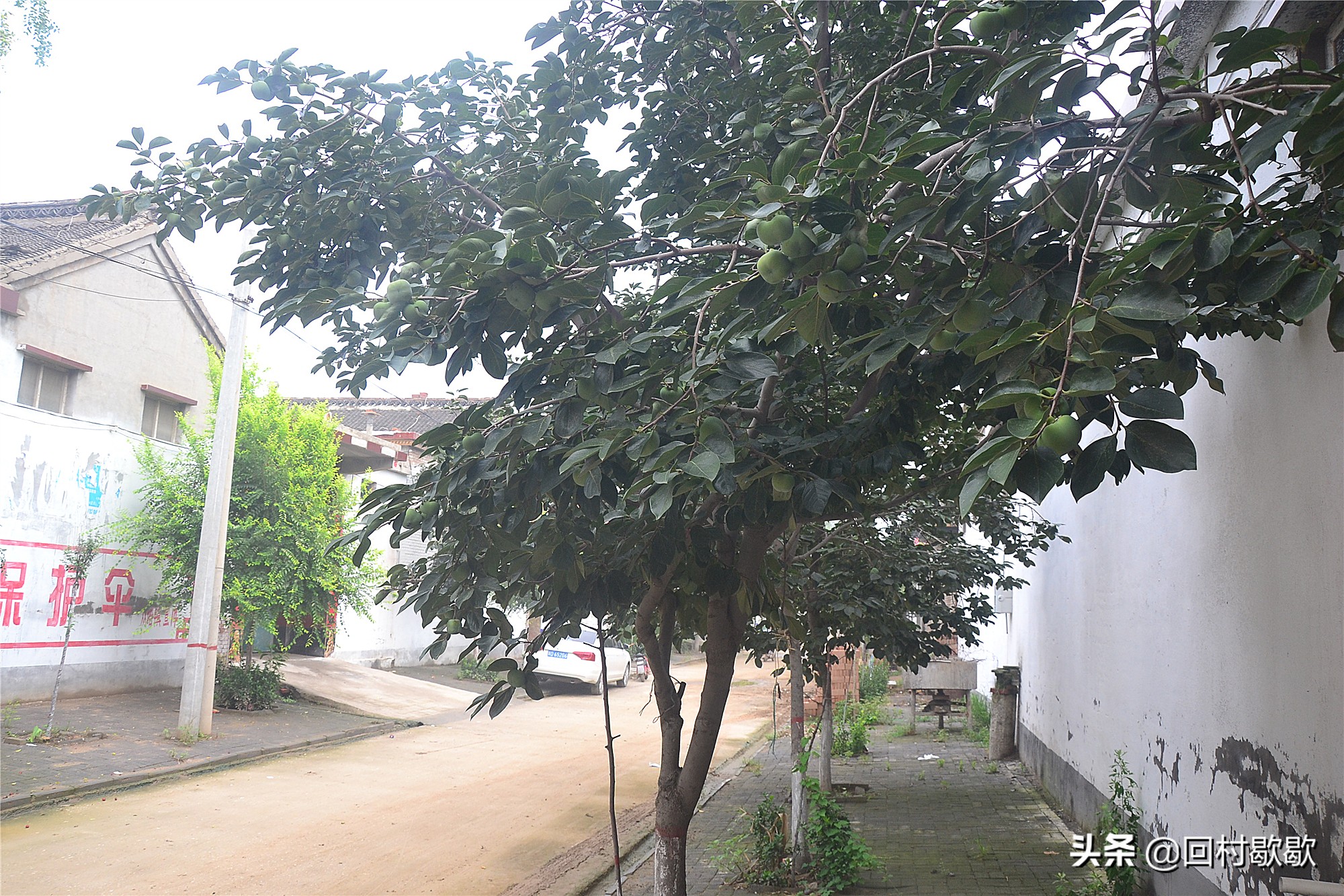 父亲老家寄过来土特产,爸爸从山区寄来的食品