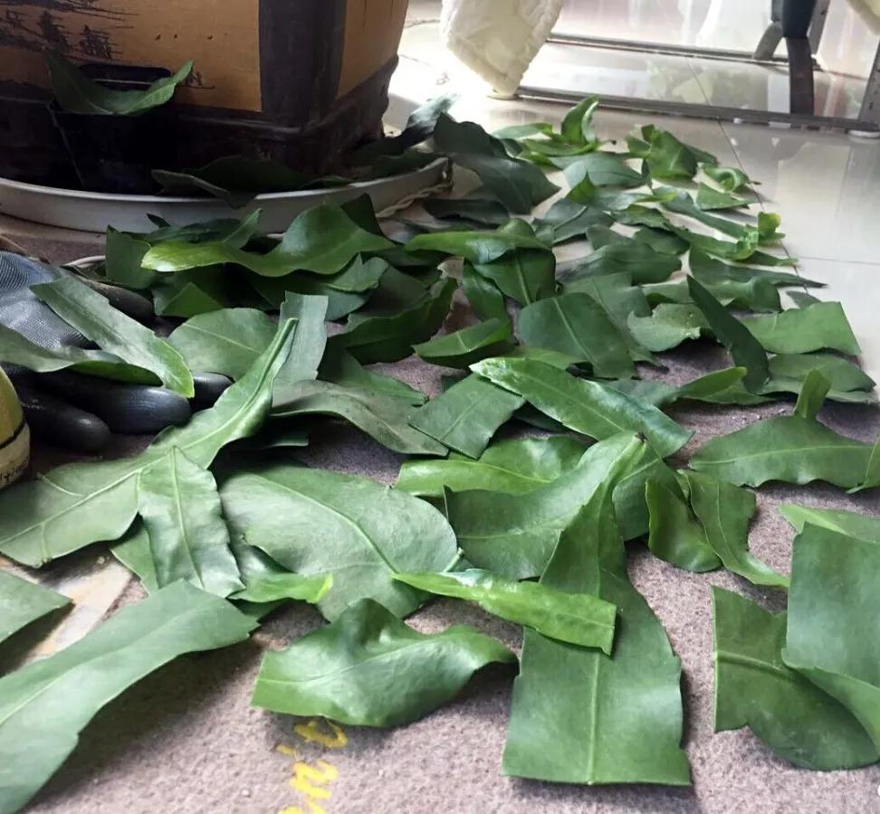 扦插花的养殖方法和技巧,养花扦插有妙招多肉