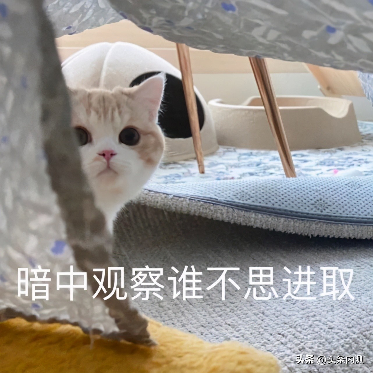 头条内测哪个领域最好,头条内测快速升级