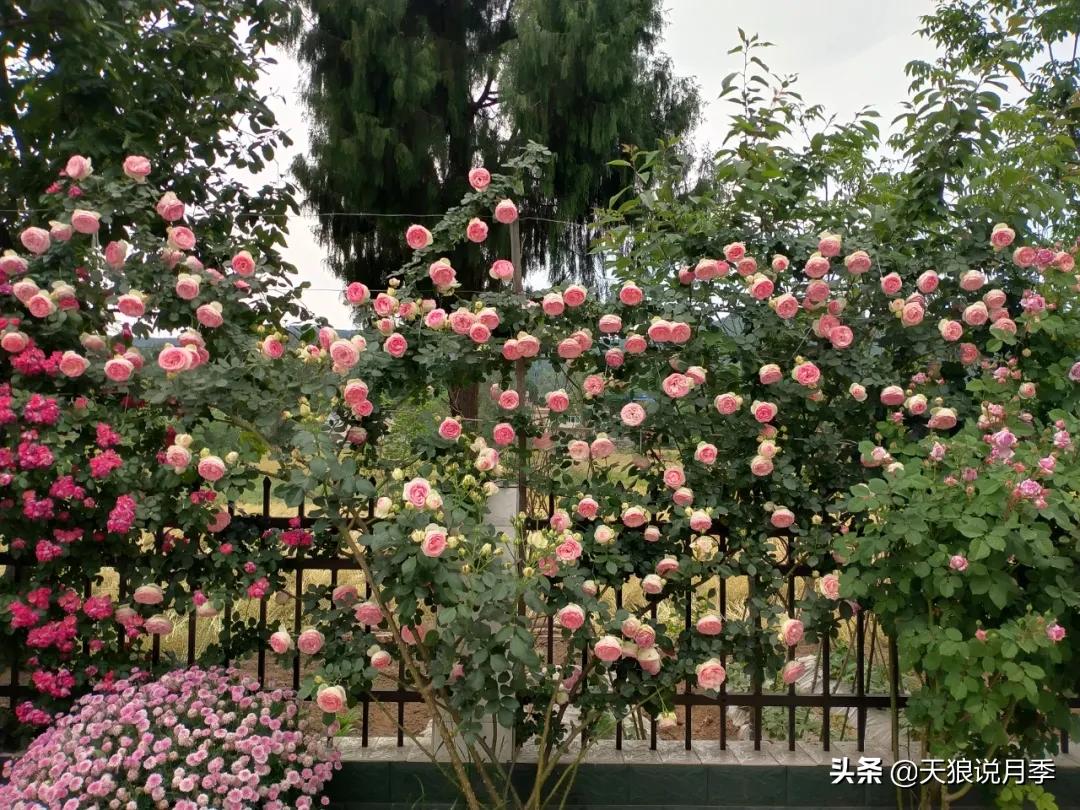 花友家的春花都开爆爆爆了，快来云赏花！（上）