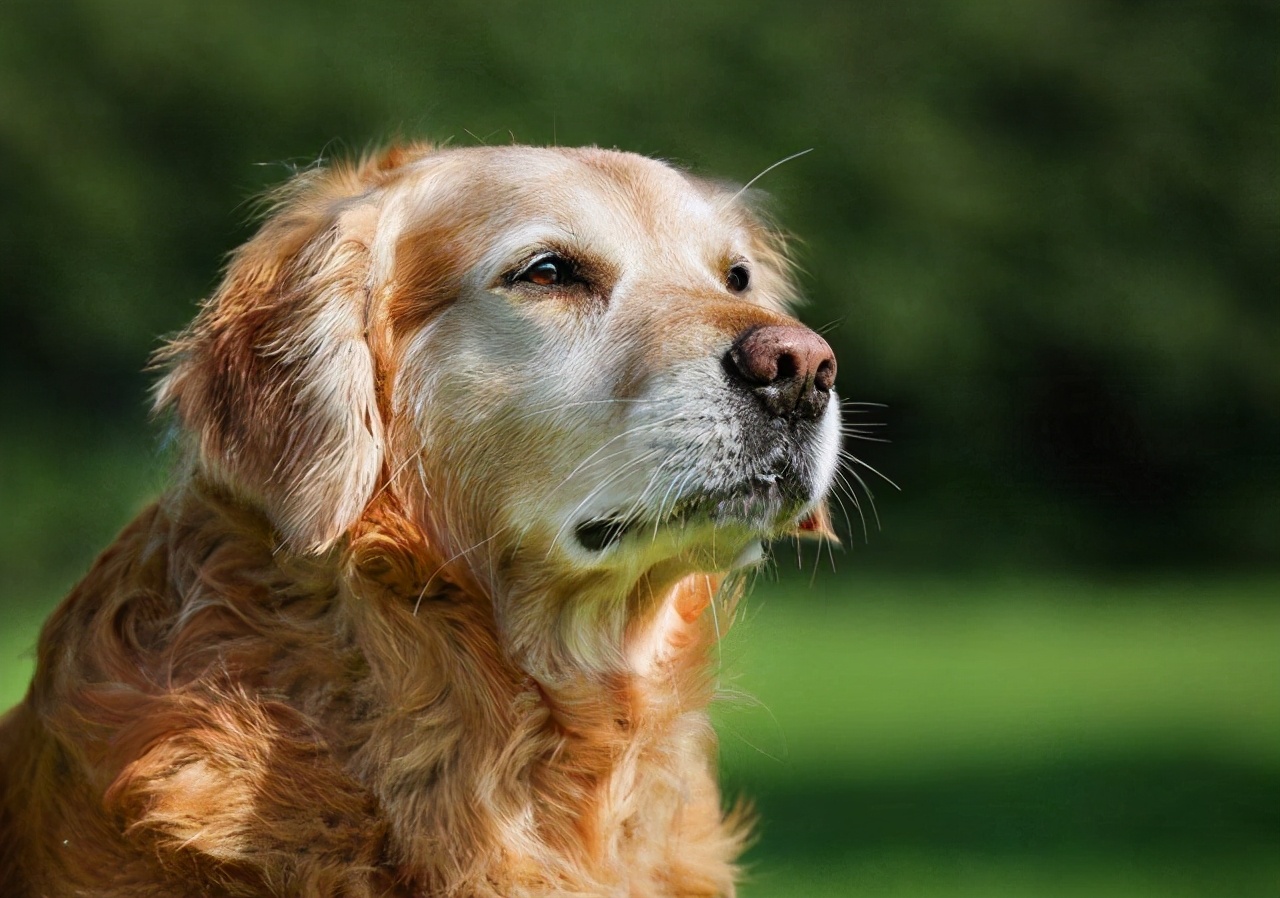 泰迪狗狗多少岁后可以吃老年狗粮,狗狗老年期应该怎么养
