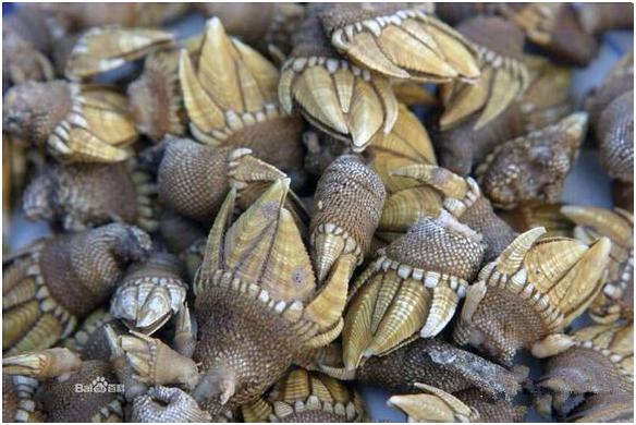 看图识海鲜，这些水产海鲜你都认识吗？