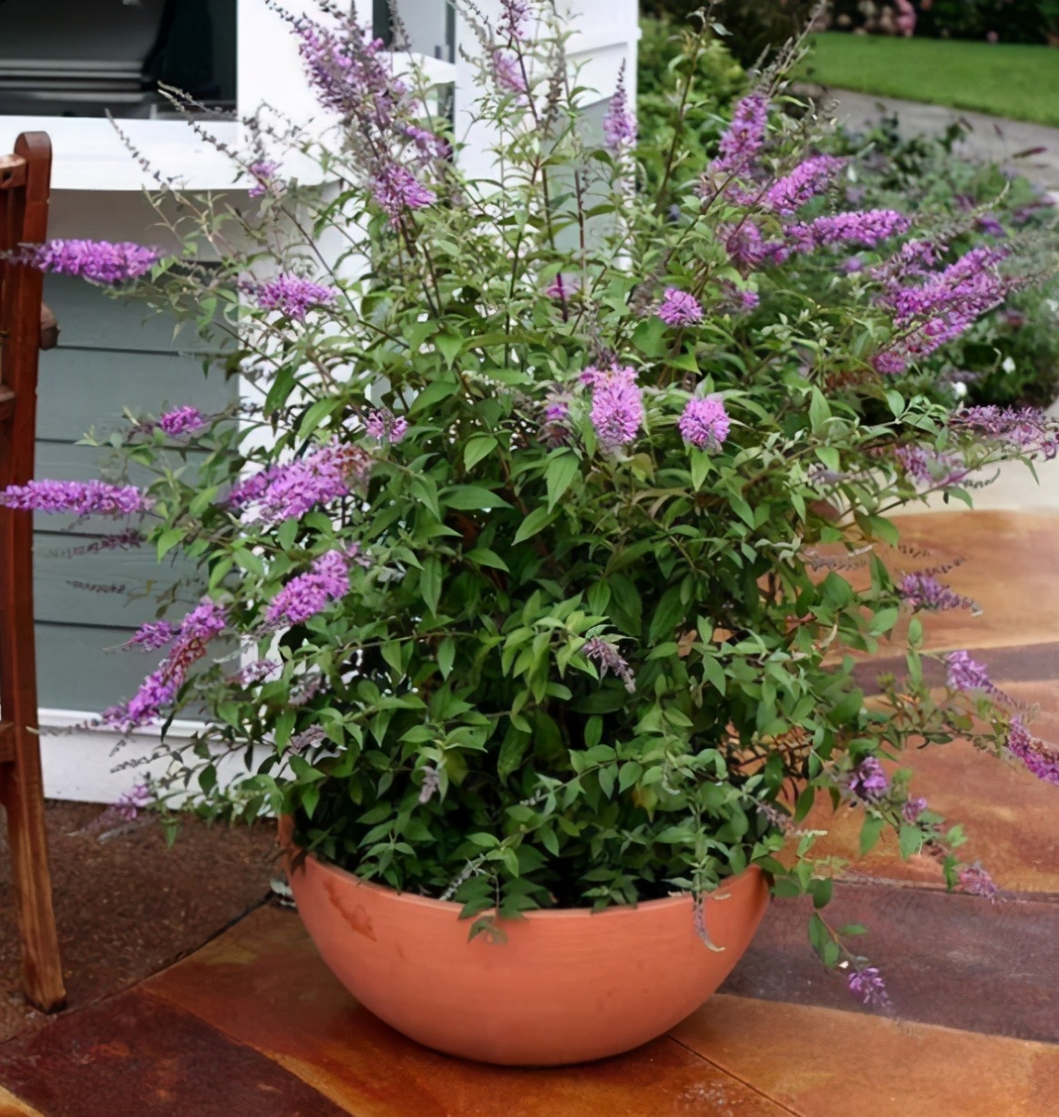 4种花深受花友喜欢,4种花超爱开花好养漂亮