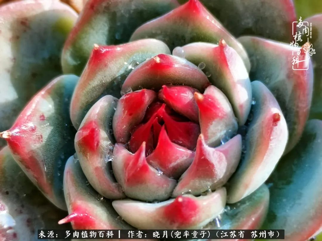 六年时间环游22个国家，却被多肉小萌物征服