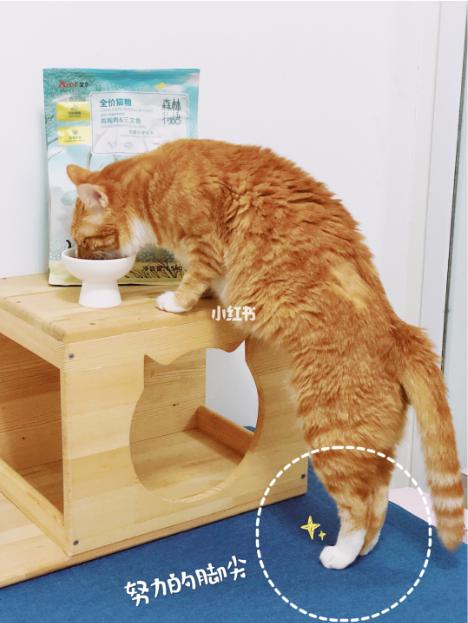 小红书推荐猫粮,猫粮小红书达人