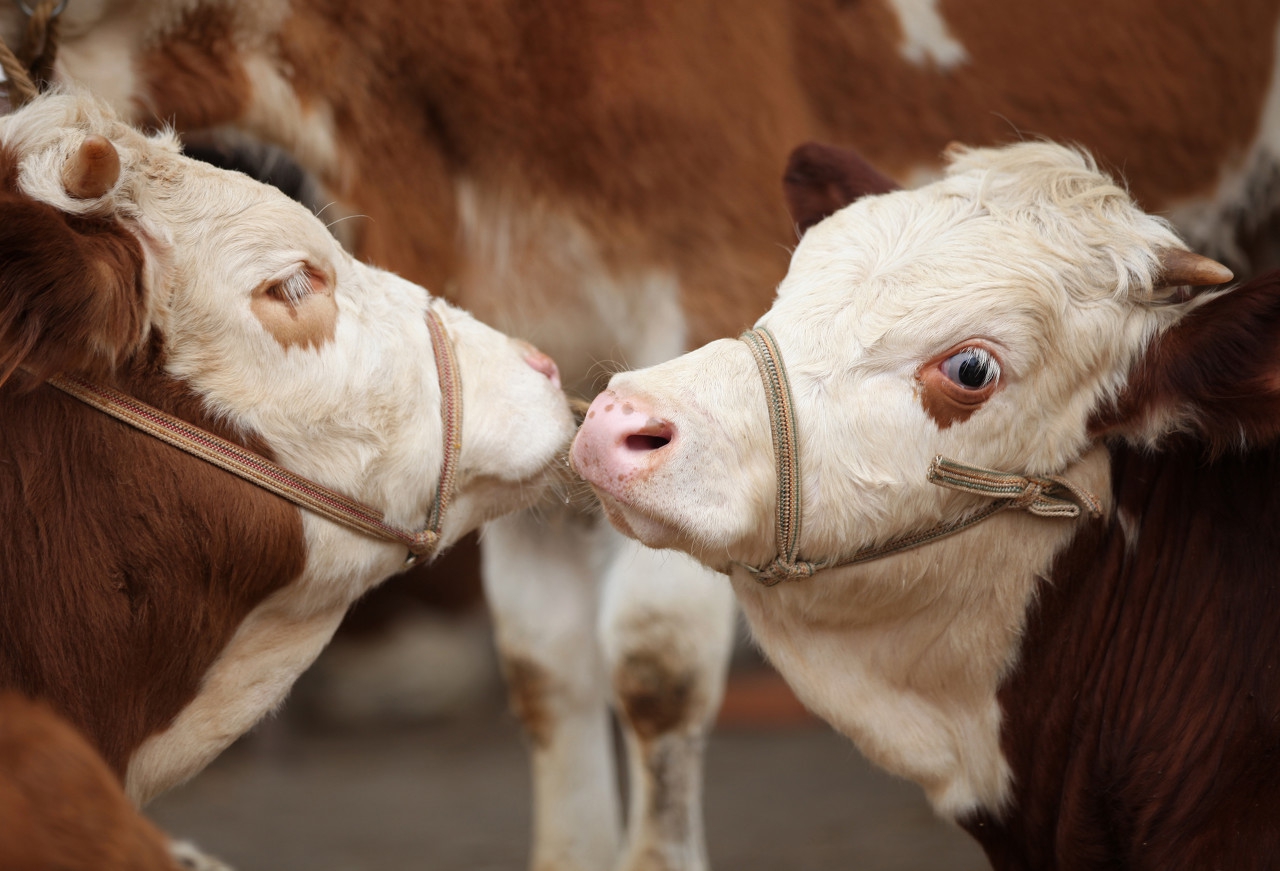 奶牛饲养技术和方法,奶牛饲养流程图