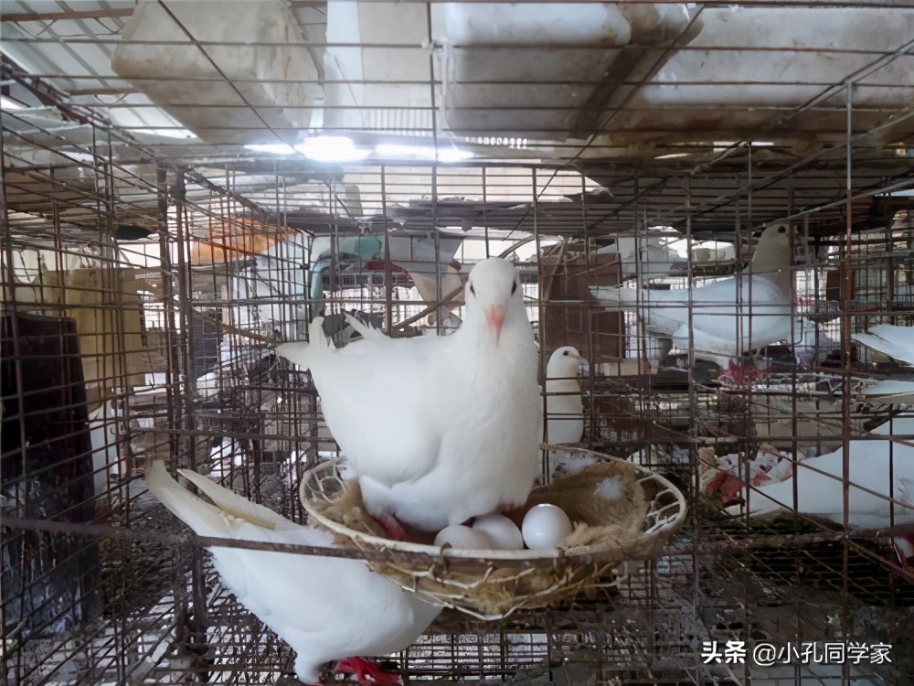 2021年什么养殖业好,农村2021年养殖什么前景最好