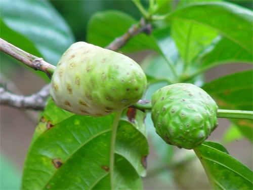 诺丽果海南哪里种植,诺丽果新鲜果实怎么种