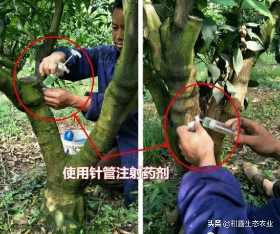 柑橘种植技术及病虫防治,种柑主要病虫害