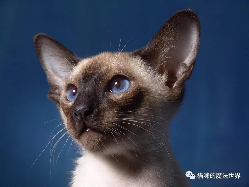 猫咪品种大盘点3:暹罗猫