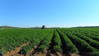 土壤病害最佳解决方法,土壤管理的目的是什么