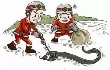 村民家中惊现2米长眼镜王蛇,近3米长眼镜王蛇出没