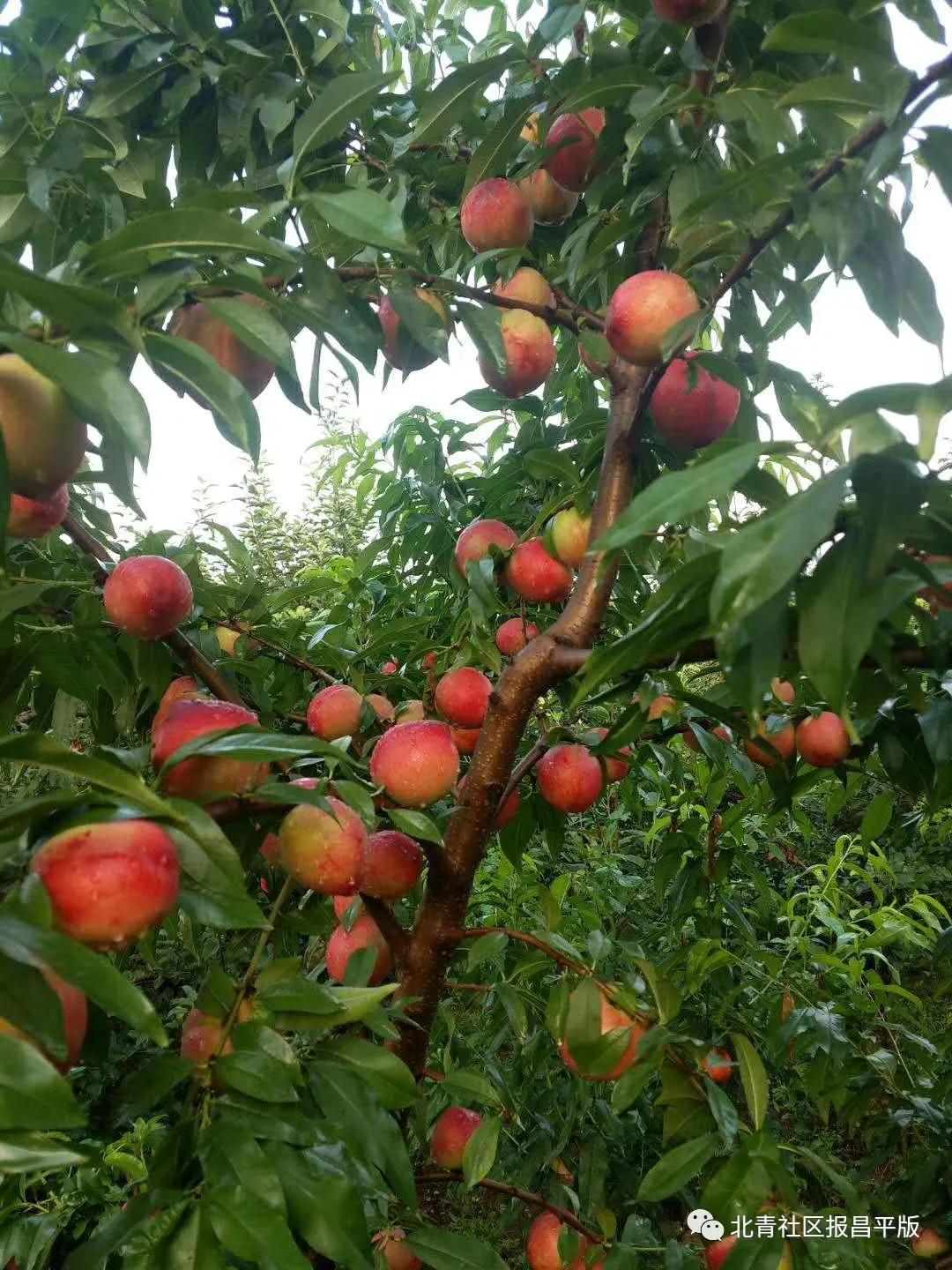 又到了采摘油桃的季节,油桃采摘季来袭你准备好了吗