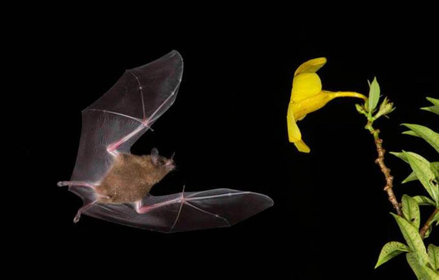 人类能把蝙蝠灭了吗,蝙蝠对人类的威胁有多大