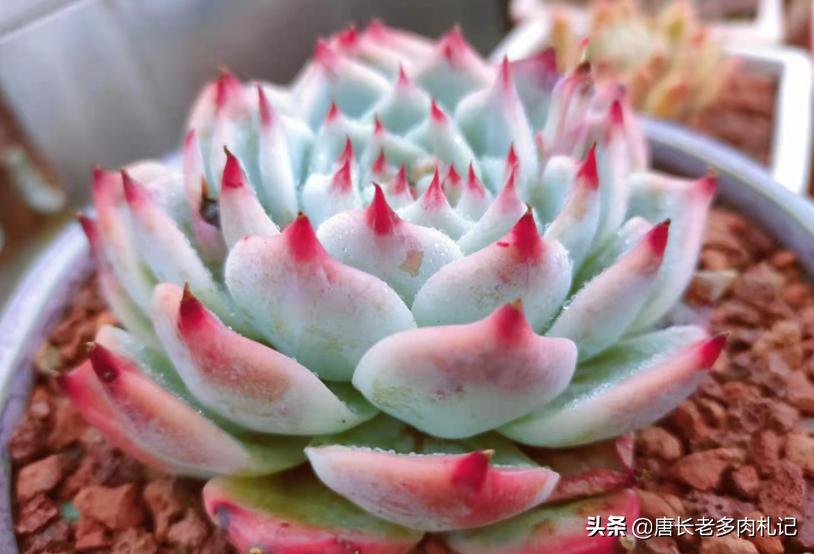 多肉可以淋雨吗冬天,多肉冬天可以淋雨吗